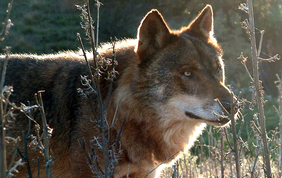 Iberian Wolf Recovery Centre