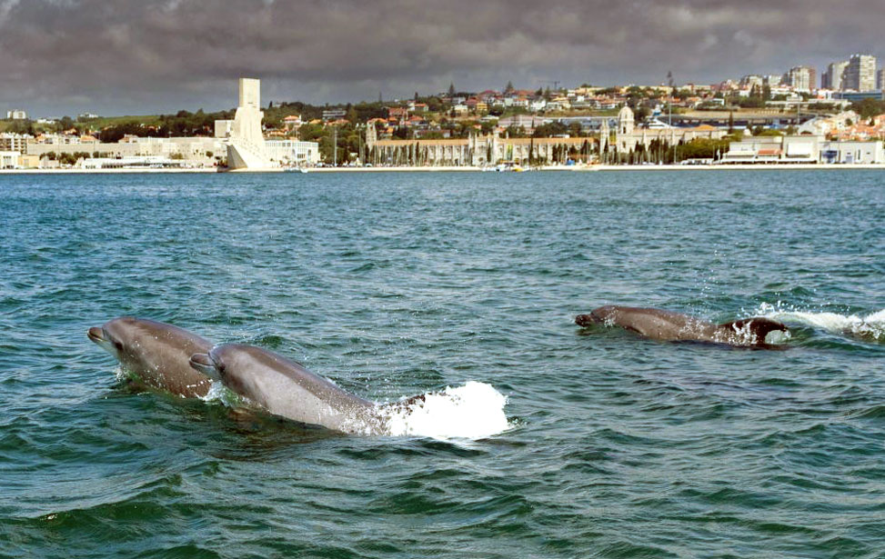 Dolphin Watching Boat Tour