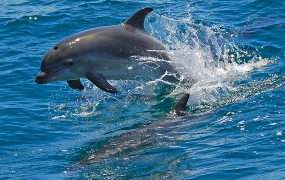 DOLPHIN LOVERS FULL DAY TOUR
