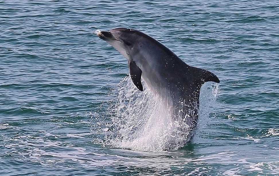 Dolphin Watching Tour by Catamaran