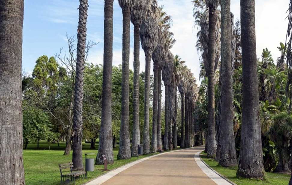 Palm lined avenue – Tropical Botaniccal Gardens